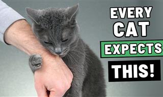 The Unwritten Rules Cats Expect You to Follow