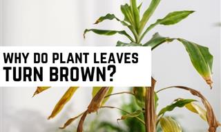 Why Are Your Indoor Plant’s Leaves Turning Brown?