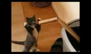 Let's Go Kitty Boxing - Adorable.