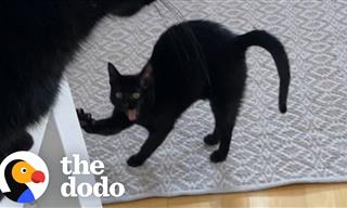 Hilarious: Quarantine Through the Eyes of a Cat