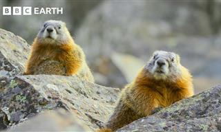 The Wonderful Wildlife of Hidden Places