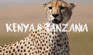 Travel Through the Vivid Landscapes of Kenya and Tanzania
