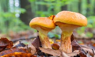 New Wonder Mushroom Cleans the Air & Helps the Soil