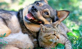 Adorable Cats & Dogs Sure Make My Day!