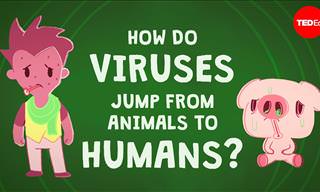 How Can Viruses Be Contagious Across Species?