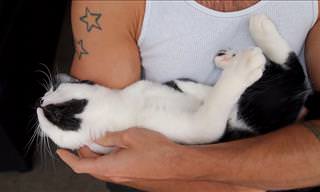 WATCH: Do Cats REALLY Get Attached to Their Owners?