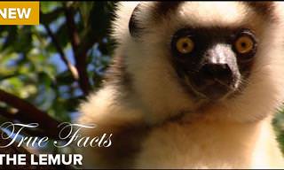 True and Funny Facts About the Lemur
