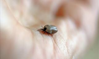How to Avoid Ticks and Prevent Lyme Disease