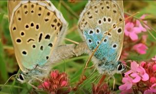 Butterflies are the Most Pristine Creatures of Earth!