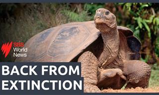 Giant Tortoises Return to Famous Island After 150 Years