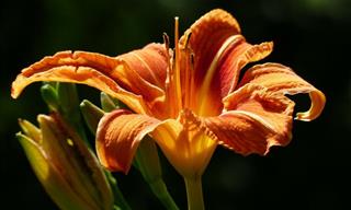 28 Flowers With Magnificent Orange Blooms