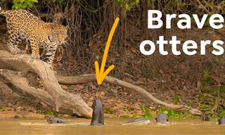 The Giant Otter: Kings of Brazil's Pantanal Waterways