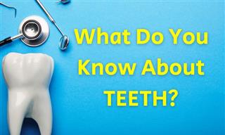 This QUIZ Will Test Your Knowledge of Teeth