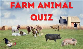 Quiz: What Do You Know About Farm Animals?