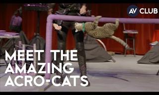The Incredible Acro-Cats Put On Quite the Show!