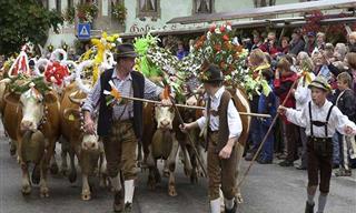 The Tyrol Cow Festival - Celebrating With 100,000 Cows