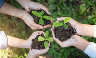 10 Plants to Start Planting in September