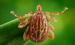 What Should You Do if Bitten by a Tick?