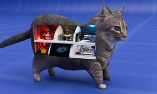 How Cats are Built on the Inside