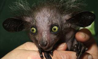 10 Strange Creatures That Are Unique to Madagascar