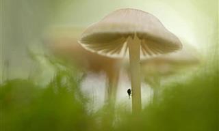 GDT Nature Photography Awards 2025