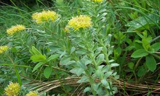 8 Health Benefits of Rhodiola Root Extracts