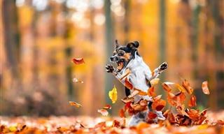 Celebrating Dogs: 15 Incredible Award-Winning Photos