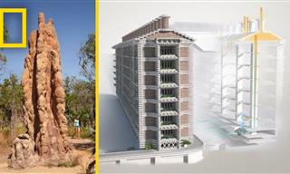 This Self-Cooling Building Was Inspired By Termites