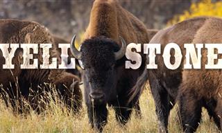 ULTRA HD VIDEO: Experience Yellowstone Like Never Before
