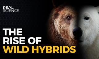 Hybrid Animals Are Becoming More Common. But Why?