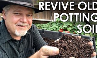 When Is It a Good Idea to Reuse Old Potting Soil?