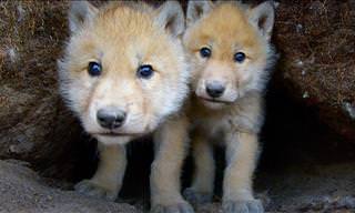 These Adorable Wolf Cubs Will Brighten Your Day