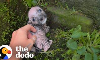 The Story of Zeina, a Little Puppy Who Found Her Mother