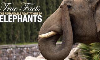Hilarious Nature: True Facts About Elephants!