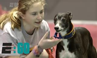 Watch the Inspiring Story of This Record-Breaking Dog