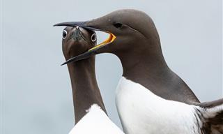 The Comedy Animal Photography 2025 Winners