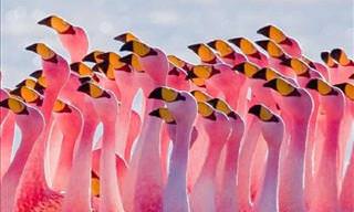 One of Nature's Wonders: Flamingo Lake!