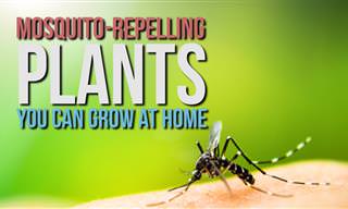 Grow These Plants to Repel Mosquitoes