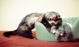 These Hilarious Ferrets Are Simply Too Cute For Words!