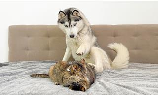 When a Husky Sees Cats Fighting for the Very First Time...