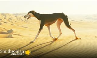 This Unusual Arabian Dog Is Built For Speed