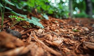 7 Free Fall Mulching Materials That Will Transform Your Garden
