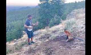 Wild Fox Enjoys Banjo Music - Astonishing!
