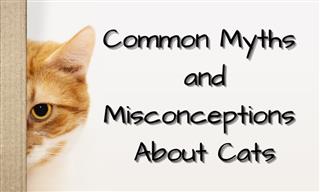 Find Out the Truth About Some Common Cat Myths