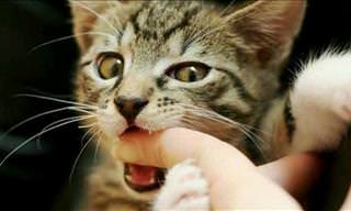 Why Do Cats Suddenly Bite Us During Petting Sessions?