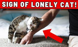 11 Signs Your Cat is Lonely