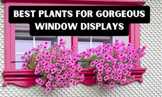 Bring Nature Indoors with These Stunning Window Plants