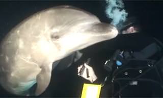 Bottlenose Dolphin's Miraculous Rescue