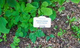 How to Read Plant Tags Like a Pro