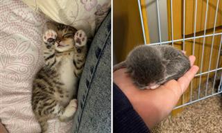 When It Comes to Cats, The Smaller the Cuter